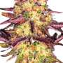 Tangerine Sorbet Feminisierte Cannabissamen von Paradise Seeds