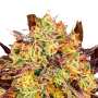 Tangerine Sorbet Cannabissamen von Paradise Seeds 3 Samen