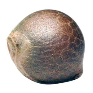 Schnelle Reifung und hohe Erträge – White...