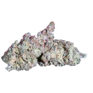 White Noise Raradise Seeds Hanfsamen bestellen