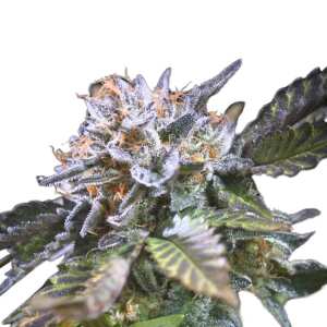 White Noise Cannabissamen von Paradise Seeds 5 Samen