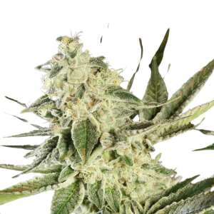 Abbildung der Glowstarz-Cannabispflanze von Paradise...