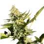 Glowstarz Feminisierte Cannabissamen von Paradise Seeds