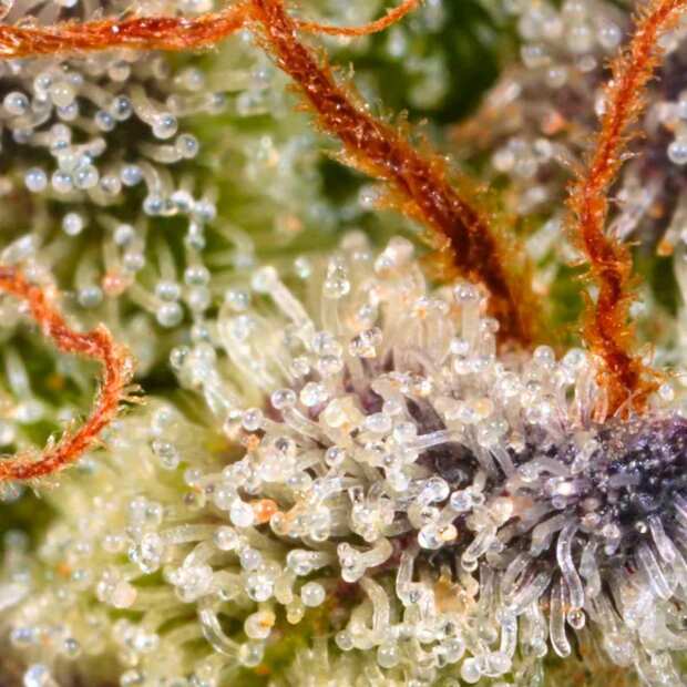 Sweetopia Feminisierte Cannabissamen von Paradise Seeds