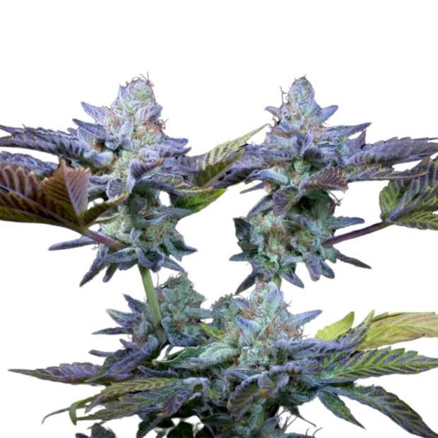 Paradise Seeds | Sweetopia