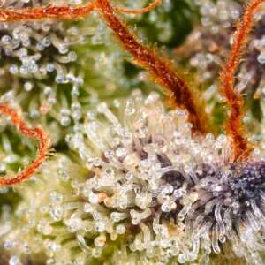Sweetopia Paradise Seeds Hanf Samen bestellen