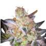 Sweetopia Paradise Seeds Hanf Samen bestellen