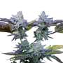 Sweetopia | Feminisierte Cannabissamen von Paradise Seeds