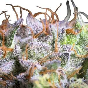 Purple Mints Paradise Seeds Hanfsamen bestellen