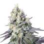 Purple Mints Paradise Seeds Hanfsamen bestellen