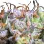 Purple Mints Feminisierte Cannabissamen von Paradise Seeds