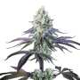 Purple Mints | Feminisierte Cannabissamen von Paradise Seeds