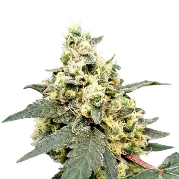 Die Lemonade Auto von Paradise Seeds hat eine schneller Blütezeit und hohem THC-Gehalt.  Jetzt Cannabissamen online im Seedshop bestellen!