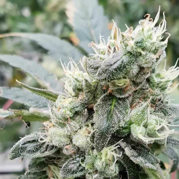 Paradise Seeds | AutoLemonade