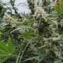 Auto Lemonade Autoflowering Cannabissamen von Paradise Seeds