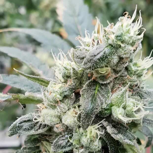 Auto Lemonade | Feminisierte Cannabissamen von Paradise Seeds | 3 Hanfsamen