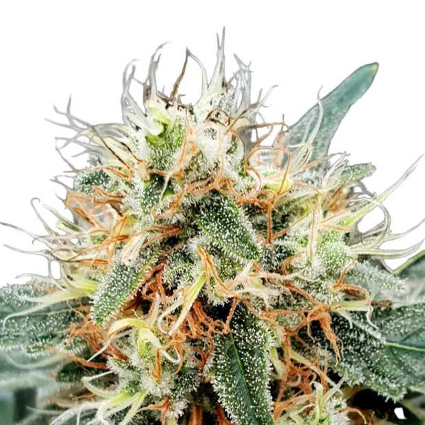 Stromboli Auto: Einer leistungsstarke und schnell wachsenden Cannabissorte von Paradise Seeds. Jetzt Cannabissamen online im Seedshop bestellen!