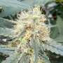 Auto Stromboli Autoflowering Cannabissamen von Paradise Seeds