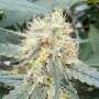 Stromboli Auto Feminisierte Cannabissamen von Paradise Seeds 3 Hanfsamen