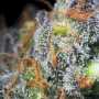 Caramba Feminisierte Cannabissamen von Paradise Seeds