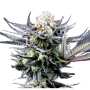 Caramba | Feminisierte Cannabissamen von Paradise Seeds