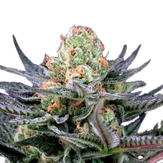 Caramba Cannabissamen von Paradise Seeds 3 Samen