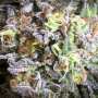 Gulupa Feminisierte Cannabissamen von Paradise Seeds