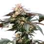 Gulupa | Feminisierte Cannabissamen von Paradise Seeds