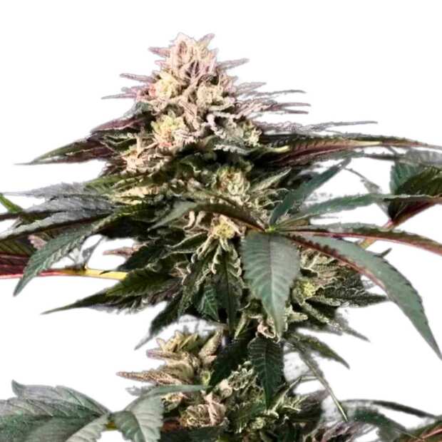 Gulupa | Feminisierte Cannabissamen von Paradise Seeds | 5 Hanfsamen