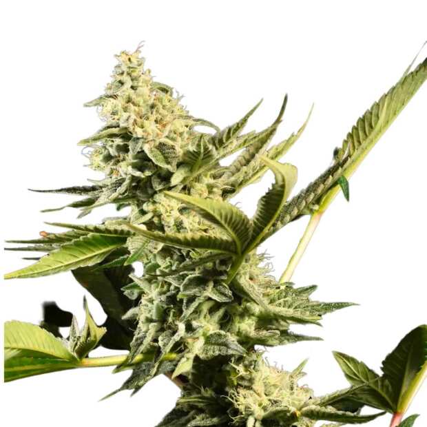 Glowstarz Feminisierte Cannabissamen von Paradise Seeds 3 Hanfsamen