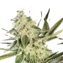 Glowstarz Cannabissamen von Paradise Seeds