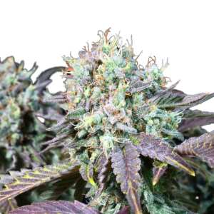 Hol dir feminisierte Blue Gem cannabissamen von Paradise...