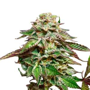 Hol dir feminisierte Blue Gem cannabissamen von Paradise...