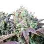 Hol dir feminisierte Blue Gem cannabissamen von Paradise Seeds – Cannabissamen online bestellen!