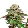 Blue Gem | Feminisierte Cannabissamen von Paradise Seeds