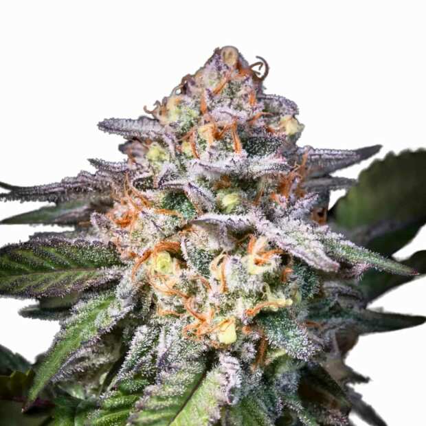 Paradise Seeds | Highway 66