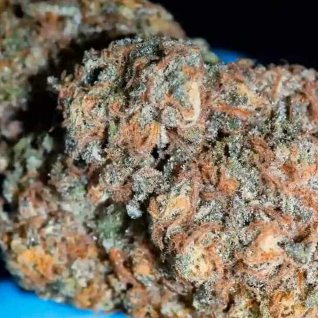 Paradise Seeds | Highway 66