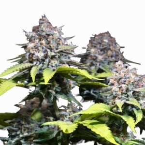 Hol dir feminisierte Highway 66 cannabissamen von...