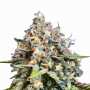 Hol dir feminisierte Highway 66 cannabissamen von Paradise Seeds – Cannabissamen online bestellen!