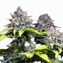 Highway 66 | Feminisierte Cannabissamen von Paradise Seeds