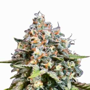 Highway 66 | Feminisierte Cannabissamen von Paradise...