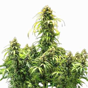 Cherry Pie Auto | Autoflowering Cannabissamen von Royal...