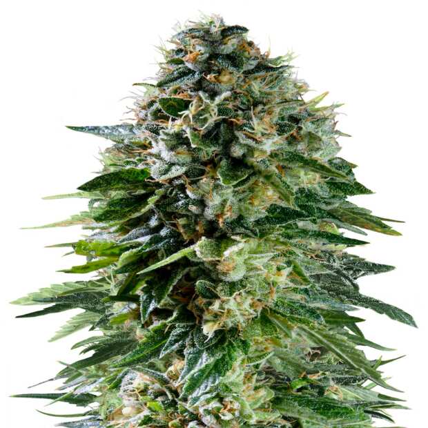 Corkscrew Auto | Autoflowering Cannabissamen von Royal Queen Seeds (Tyson Seeds) | 5 Hanfsamen