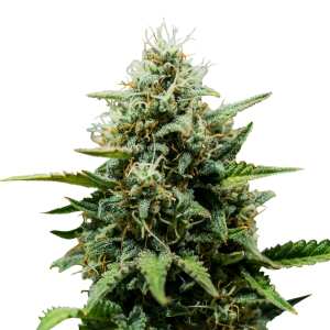 Fat Banana Auto | Autoflowering Cannabissamen von Royal...
