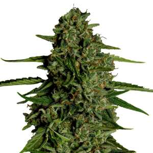 Medusa F1 | Autoflowering F1-Hybrid Cannabissamen von...