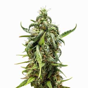 NYC Sour D Auto| Autoflowering Cannabissamen von Royal...