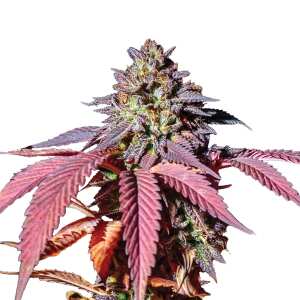 Purple Queen | Feminisierte Cannabissamen von Royal Queen...