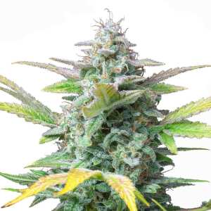 Quick One | Autoflowering Cannabissamen von Royal Queen...
