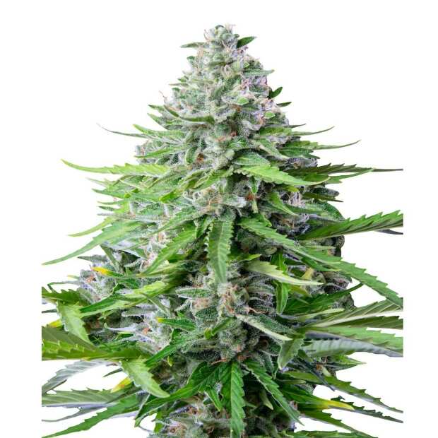 Royal Cookies Auto | Autoflowering Cannabissamen von Royal Queen Seeds | 5 Hanfsamen