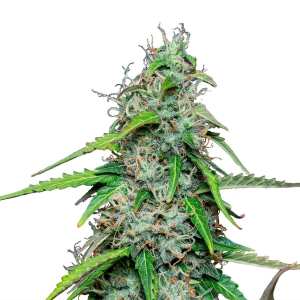 Royal Gorilla Auto | Autoflowering Cannabissamen von...